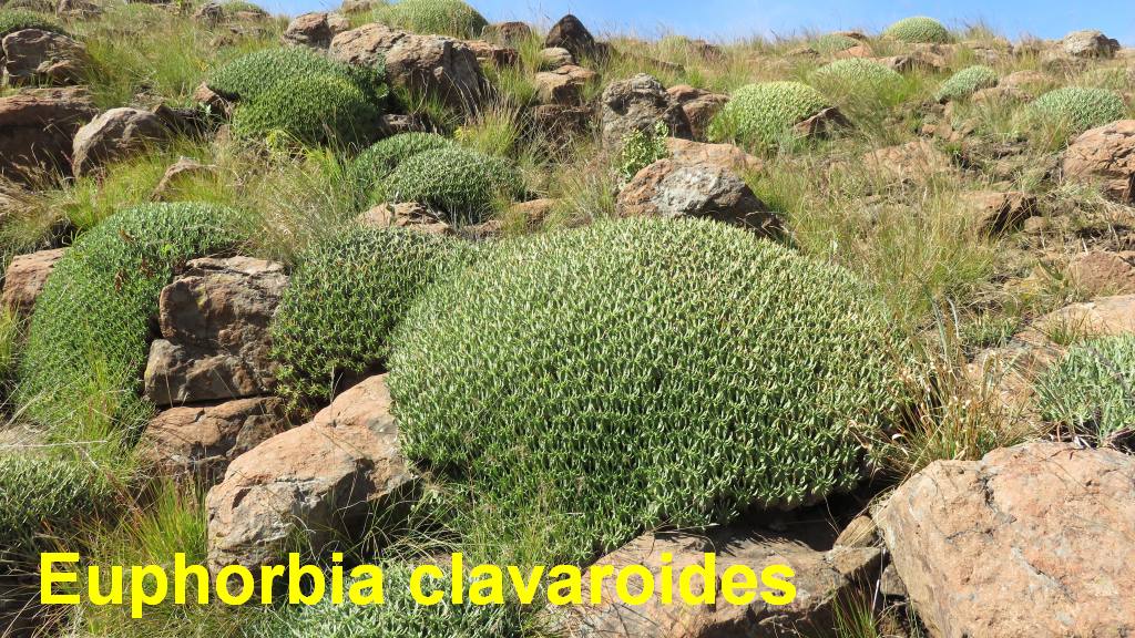 Grey rhebok Euphorbia